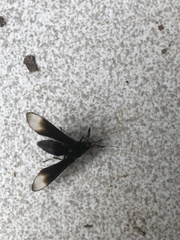 Myrmecopsis strigosa