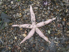 Evasterias troschelii