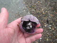 Sphaerechinus granularis