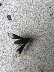 Myrmecopsis strigosa