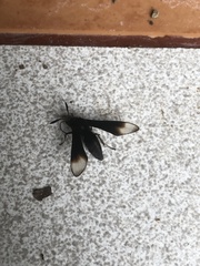 Myrmecopsis strigosa