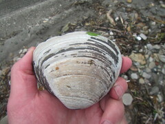 Spisula sachalinensis