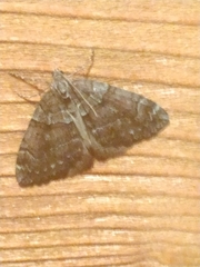 Chloroclysta siterata