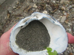 Spisula sachalinensis