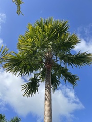 Saribus rotundifolius