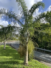 Dypsis madagascariensis