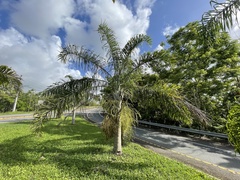 Dypsis madagascariensis