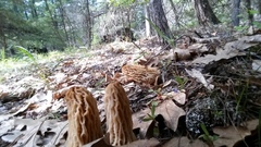 Morchella tridentina