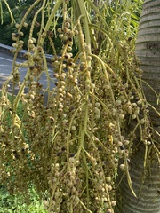 Dypsis madagascariensis