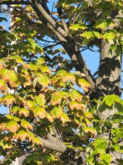 Acer