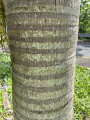 Dypsis madagascariensis