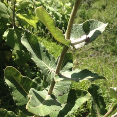 Asclepias otarioides