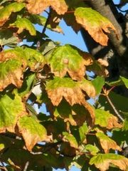 Acer