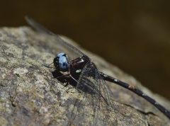 Macrothemis celeno