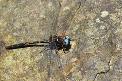 Macrothemis celeno