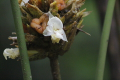 Goeppertia inocephala