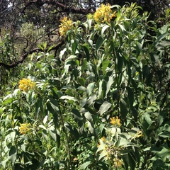 Cestrum aurantiacum