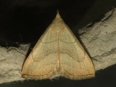 Macrochilo litophora