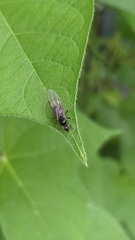 Lasius japonicus