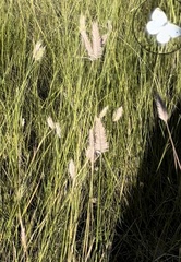 Pieris rapae