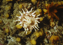 Anthostella stephensoni