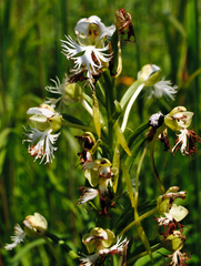 Platanthera leucophaea