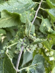 Celticecis celtiphyllia