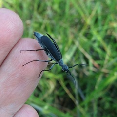 Epicauta curvicornis