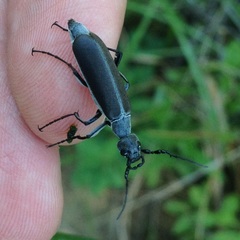 Epicauta curvicornis