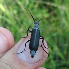 Epicauta curvicornis