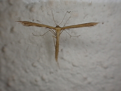 Stenoptilodes taprobanes