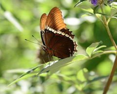 Heliconius sapho