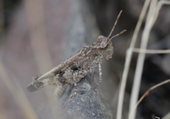 Nebulatettix robustus