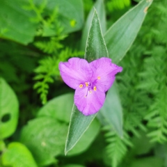 Tradescantia sillamontana