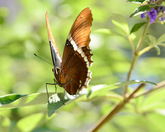 Heliconius sapho