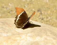 Heliconius sapho