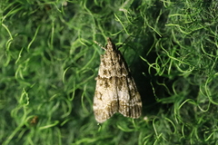 Eudonia mercurella