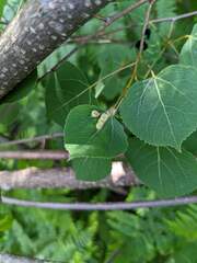 Phyllocoptes didelphis