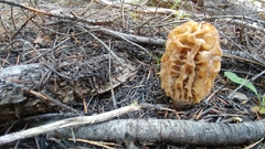 Morchella tridentina