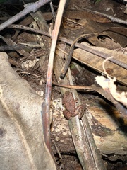 Eleutherodactylus wightmanae