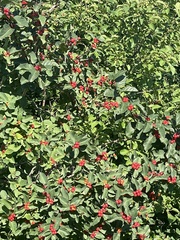 Rauvolfia tetraphylla