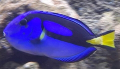 Paracanthurus hepatus