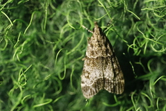 Eudonia mercurella