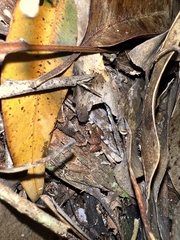 Eleutherodactylus wightmanae