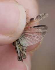 Nebulatettix robustus