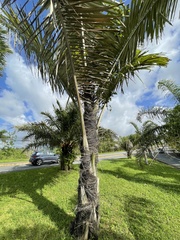 Arenga pinnata