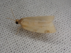 Paramesia gnomana