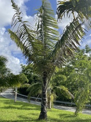 Arenga pinnata