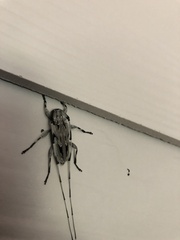 Acanthocinus nodosus