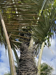 Arenga pinnata